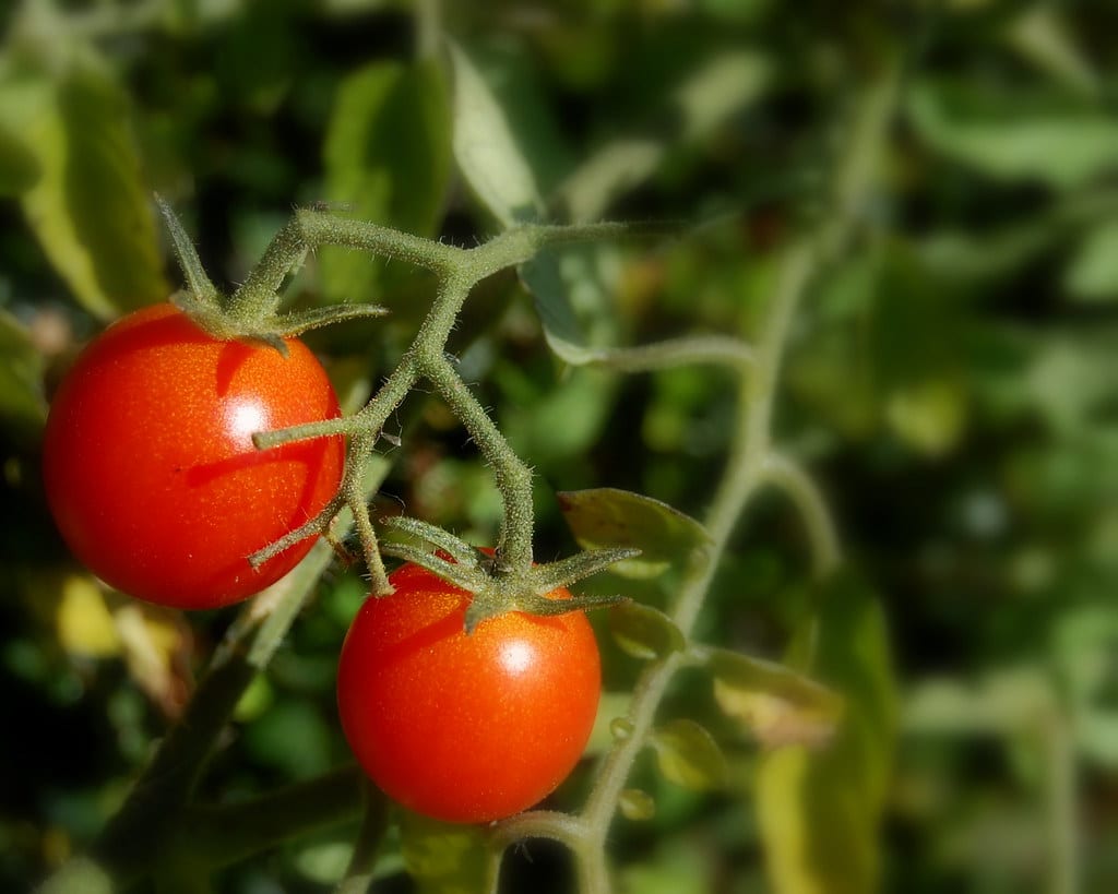 Cherry Tomate